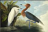 John James Audubon Reddish Egret painting